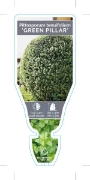 Picture of **PITTOSPORUM GREEN PILLAR                                                                                                                            