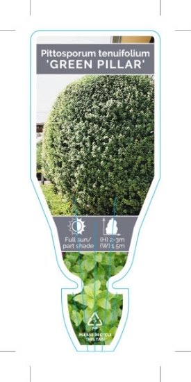 Picture of **PITTOSPORUM GREEN PILLAR                                                                                                                            