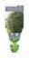 Picture of **PITTOSPORUM GREEN PILLAR                                                                                                                            