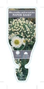Picture of **RHODANTHE ANTHEMOIDES PAPER DAISY (Syn. Helipterum)                                                                                                 