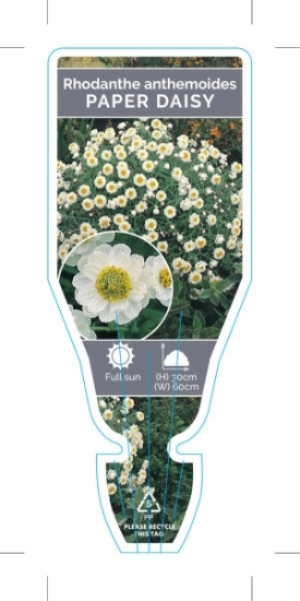 Picture of **RHODANTHE ANTHEMOIDES PAPER DAISY (Syn. Helipterum)                                                                                                 