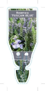 Picture of **ROSEMARINUS OFFICINALIS TUSCAN BLUE                                                                                                                 