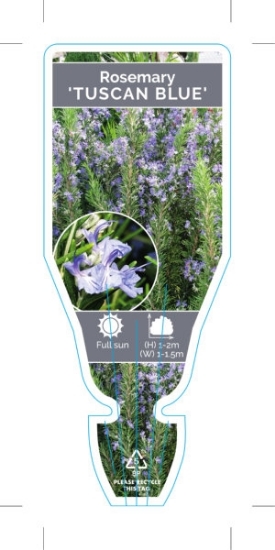 Picture of **ROSEMARINUS OFFICINALIS TUSCAN BLUE                                                                                                                 
