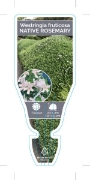 Picture of **WESTRINGIA FRUTICOSA NATIVE ROSEMARY                                                                                                                