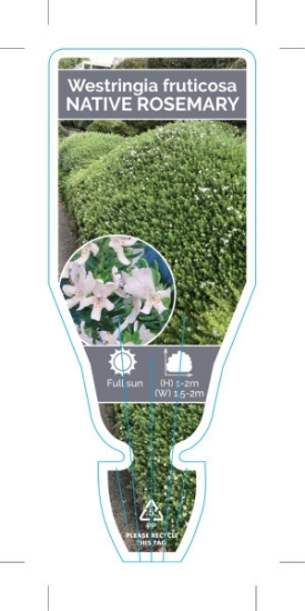 Picture of **WESTRINGIA FRUTICOSA NATIVE ROSEMARY                                                                                                                