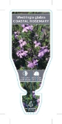 Picture of **WESTRINGIA GLABRA COASTAL ROSEMARY                                                                                                                  