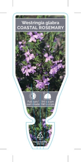 Picture of **WESTRINGIA GLABRA COASTAL ROSEMARY                                                                                                                  
