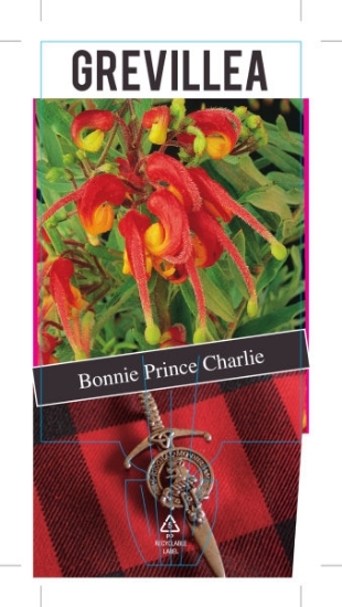 Picture of GREVILLEA BONNIE PRINCE CHARLIE                                                                                                                       