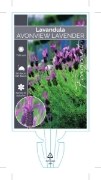 Picture of LAVANDULA AVONVIEW                                                                                                                                    
