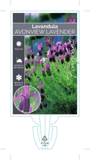 Picture of LAVANDULA AVONVIEW                                                                                                                                    