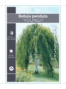 Picture of BETULA PENDULA YOUNGII WEEPING Jumbo Tag                                                                                                              