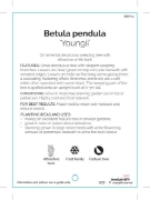 Picture of BETULA PENDULA YOUNGII WEEPING Jumbo Tag                                                                                                              