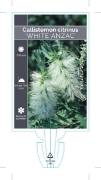 Picture of **CALLISTEMON CITRINUS WHITE ANZAC                                                                                                                    