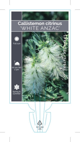 Picture of **CALLISTEMON CITRINUS WHITE ANZAC                                                                                                                    