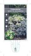 Picture of **COLEONEMA ALBUM WHITE DIOSMA                                                                                                                        