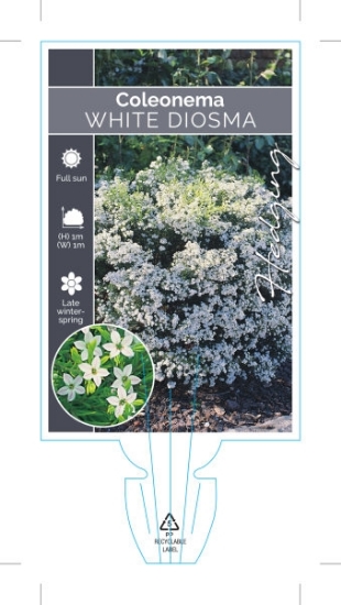 Picture of **COLEONEMA ALBUM WHITE DIOSMA                                                                                                                        