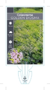 Picture of COLEONEMA PULCHELLUM AUREA GOLDEN DIOSMA                                                                                                              