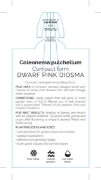Picture of **COLEONEMA PULCHELLUM COMPACT FORM DWARF DIOSMA                                                                                                      