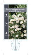 Picture of **CONVOLVULUS CNEORUM SILVER BUSH                                                                                                                     