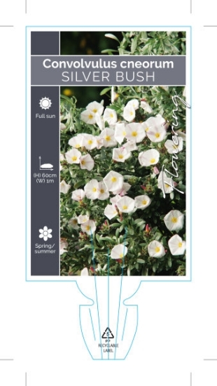 Picture of **CONVOLVULUS CNEORUM SILVER BUSH                                                                                                                     