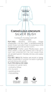 Picture of **CONVOLVULUS CNEORUM SILVER BUSH                                                                                                                     