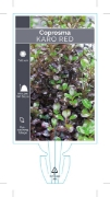 Picture of **COPROSMA KARO RED                                                                                                                                   