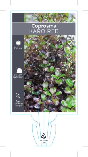 Picture of **COPROSMA KARO RED                                                                                                                                   