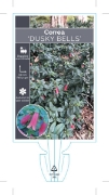 Picture of **CORREA DUSKY BELLS                                                                                                                                  