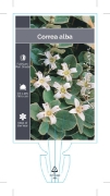 Picture of **CORREA ALBA                                                                                                                                         