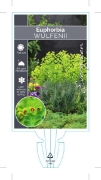 Picture of **EUPHORBIA CHARACIAS SUBSP. WULFENII                                                                                                                 