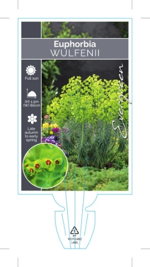 Picture of **EUPHORBIA CHARACIAS SUBSP. WULFENII                                                                                                                 
