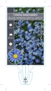 Picture of **FELICIA AMELLOIDES BLUE MARGUERITE DAISY                                                                                                            