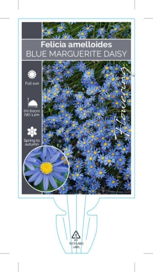 Picture of **FELICIA AMELLOIDES BLUE MARGUERITE DAISY                                                                                                            