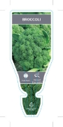 Picture of VEGETABLE BROCCOLI (Brassica oleracea var Italica)                                                                                                    