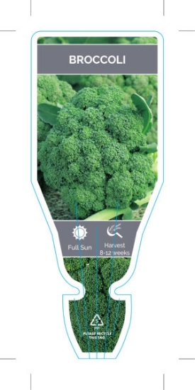 Picture of VEGETABLE BROCCOLI (Brassica oleracea var Italica)                                                                                                    