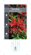 Picture of GREVILLEA JUNIPERIANA NEW BLOOD                                                                                                                       