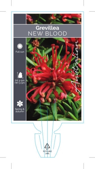 Picture of GREVILLEA JUNIPERIANA NEW BLOOD                                                                                                                       