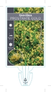 Picture of **GREVILLEA JUNIPERIANA PROSTRATE GOLD                                                                                                                