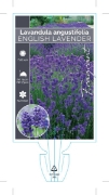 Picture of LAVANDULA ANGUSTIFOLIA ENGLISH LAVENDER                                                                                                               