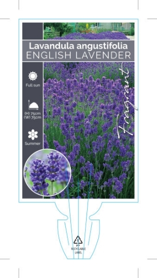 Picture of LAVANDULA ANGUSTIFOLIA ENGLISH LAVENDER                                                                                                               