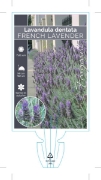 Picture of LAVANDULA DENTATA FRENCH LAVENDER                                                                                                                     