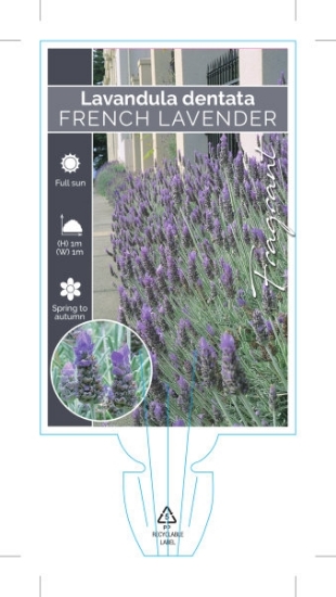 Picture of LAVANDULA DENTATA FRENCH LAVENDER                                                                                                                     