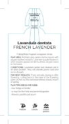 Picture of LAVANDULA DENTATA FRENCH LAVENDER                                                                                                                     