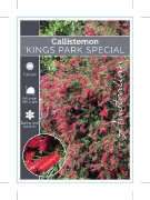 Picture of CALLISTEMON KINGS PARK SPECIAL                                                                                                                        