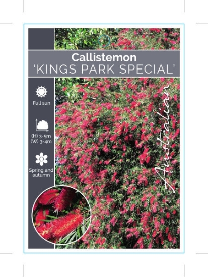 Picture of CALLISTEMON KINGS PARK SPECIAL                                                                                                                        
