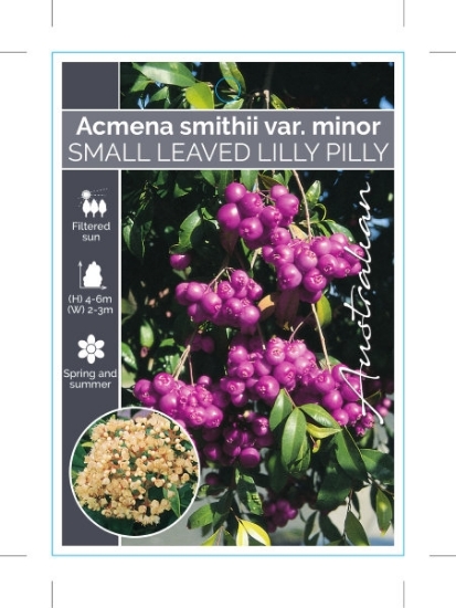 Picture of **ACMENA SMITHII VAR MINOR                                                                                                                            
