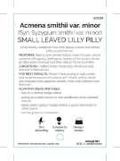 Picture of **ACMENA SMITHII VAR MINOR                                                                                                                            
