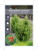 Picture of **ADENANTHOS SERICEUS WOOLLY BUSH                                                                                                                     