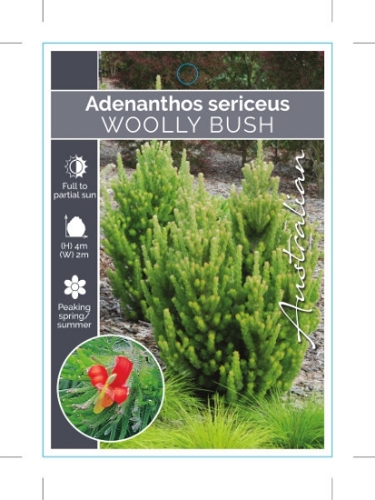 Picture of **ADENANTHOS SERICEUS WOOLLY BUSH                                                                                                                     