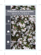 Picture of **PHILOTHECA MYOPOROIDES WAX FLOWER                                                                                                                   